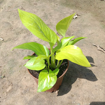 Golden pothos 5” pot