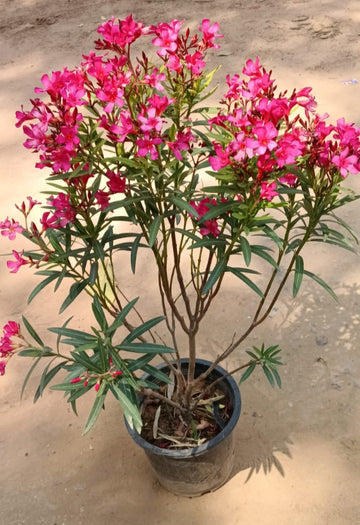 Kaner plant /Oleander 8" pot( any colour)