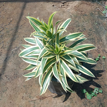 Sang of India 8" pot
